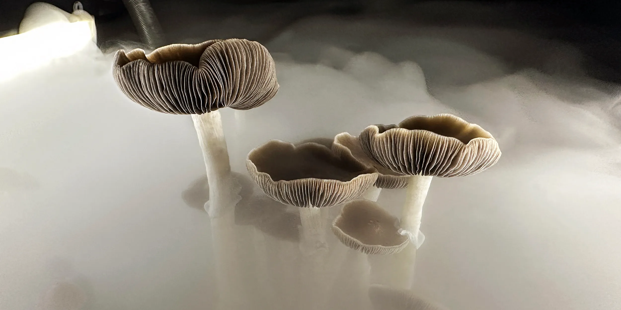 GettyImages 1576465368 ndaa magic mushroom