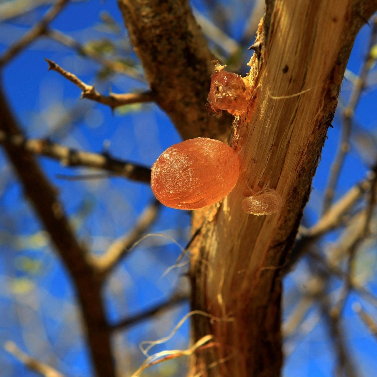 كيف تمول المشروبات الغازية والشوكولاتة والعلكة الحرب في السودان؟ 84 كيف تمول المشروبات الغازية والشوكولاتة والعلكة الحرب في السودان؟