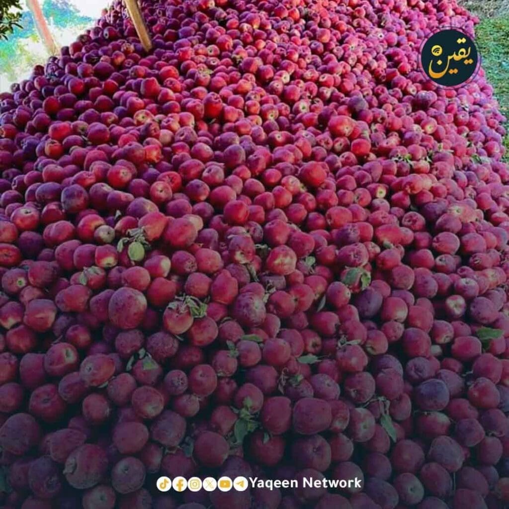 IMG 20241108 171111 016