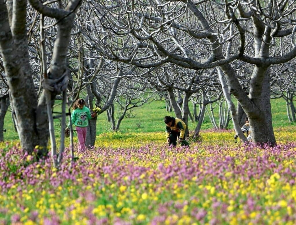 IMG 20250411 225132 269 1