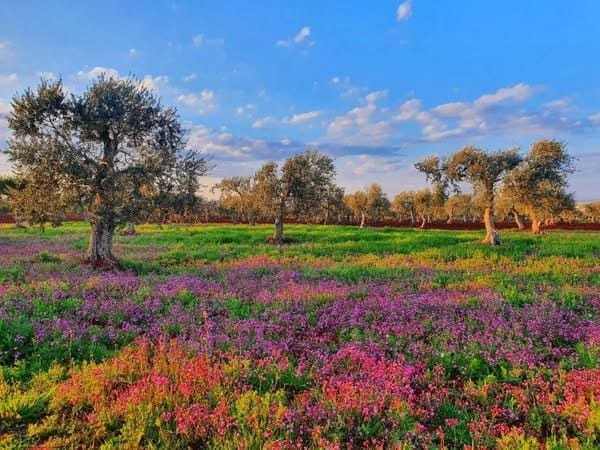 IMG 20250411 225244 786