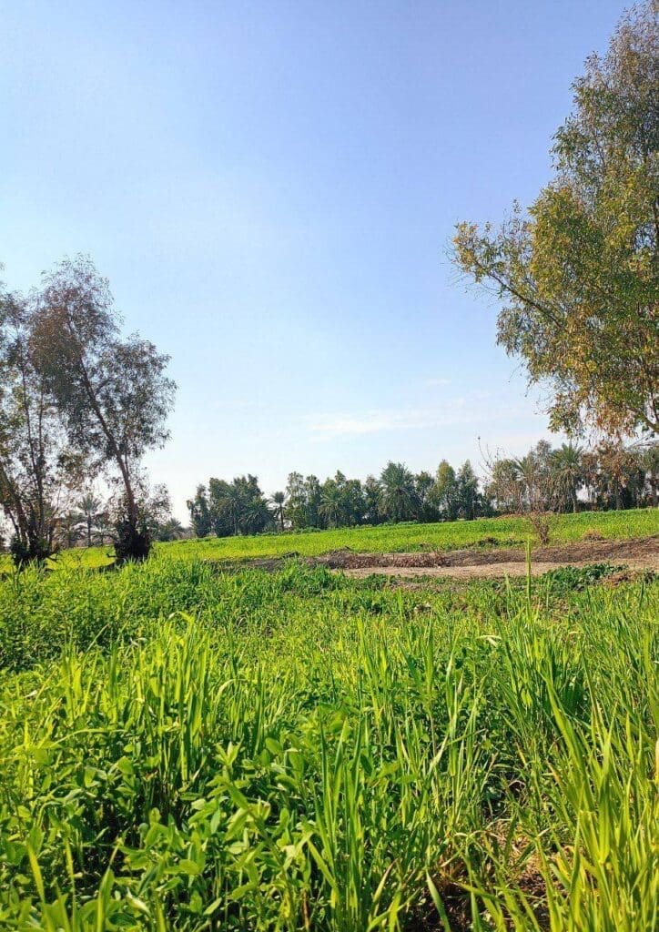 IMG 20250411 225357 388