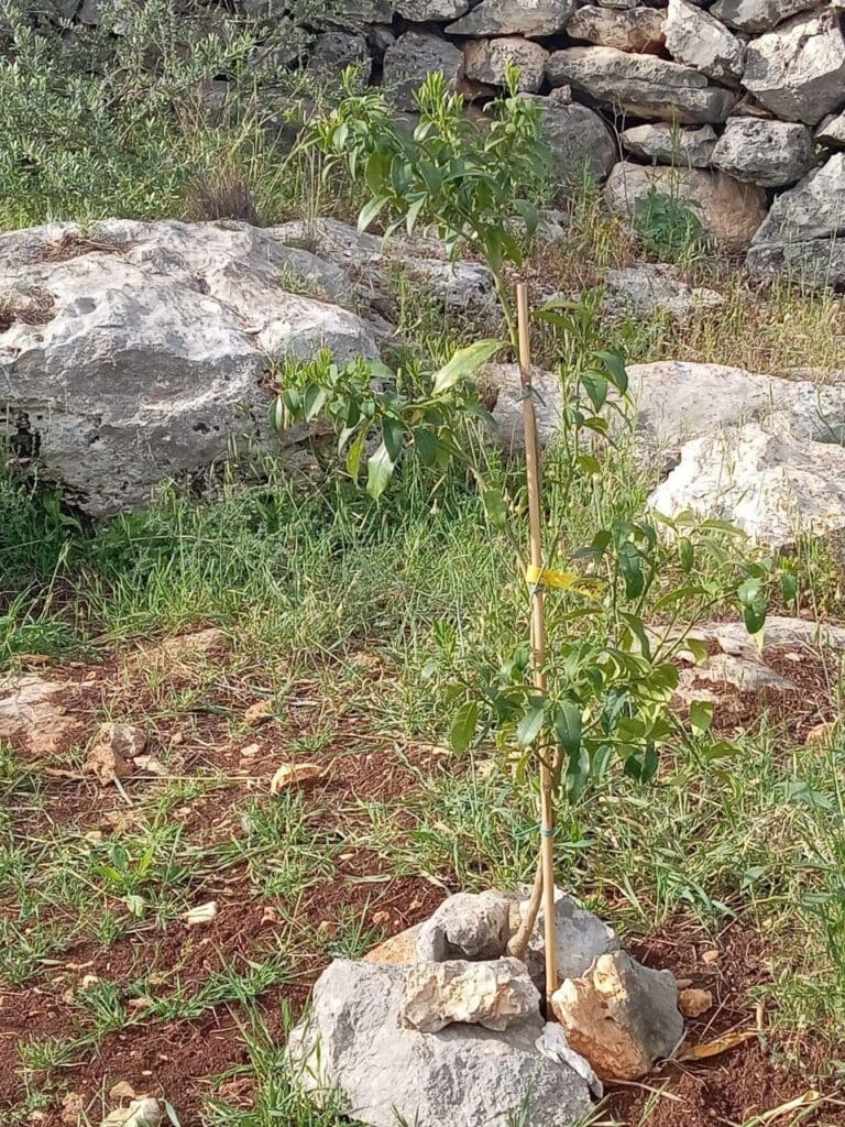 IMG 20250418 221208 474