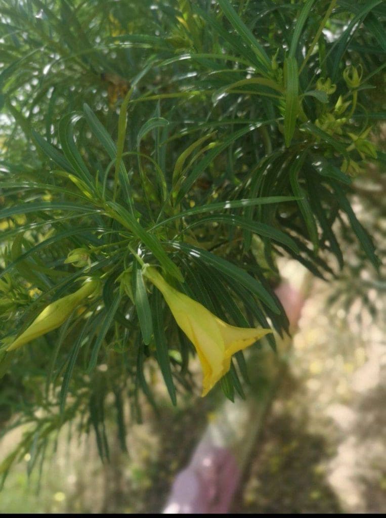 photo 2025 06 20 23 23 07