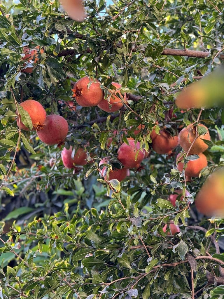 photo 2025 11 07 23 12 06