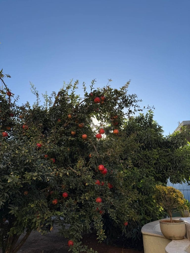 photo 2025 11 07 23 12 17