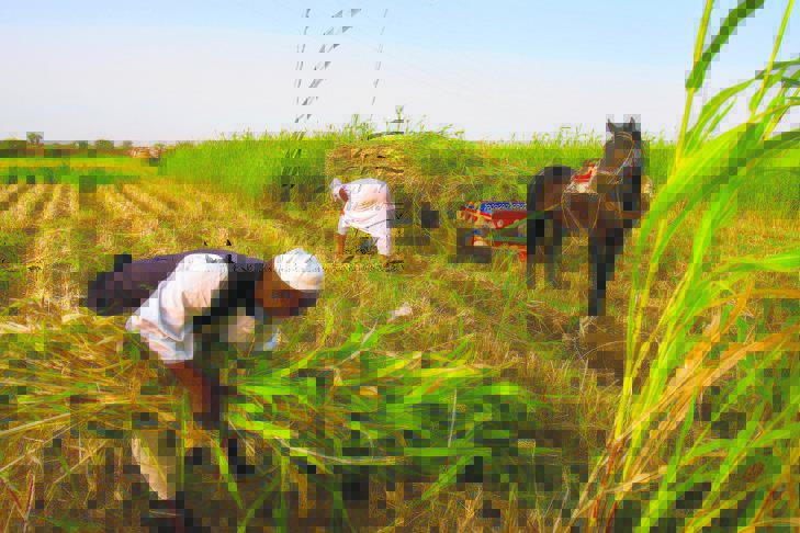 Sudan Planting Season 26125518951461