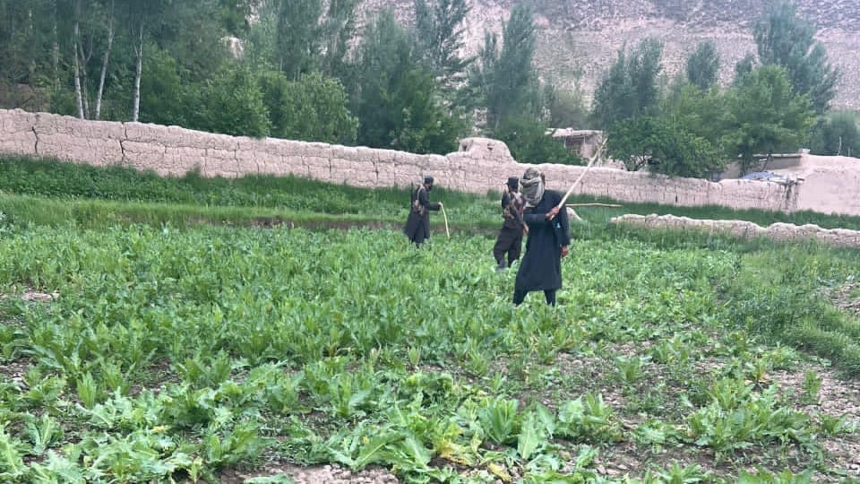 تخریب مزرعه ی خشخاش در بغلان